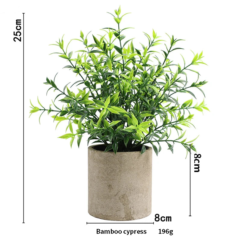 A potted bamboo cypress plant in a rustic pot, measuring 25cm high.