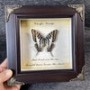 A framed piece of art featuring a real butterfly specimen with text about the sun and shade.