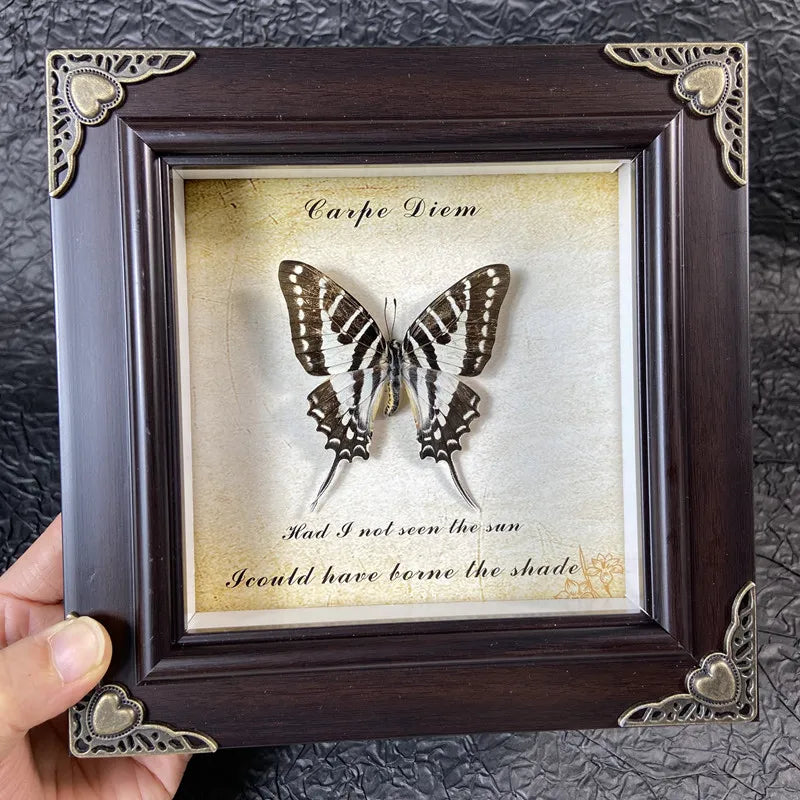 A framed piece of art featuring a real butterfly specimen with text about the sun and shade.