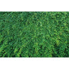 Dense green tropical jungle leaf foliage backdrop for photography and parties