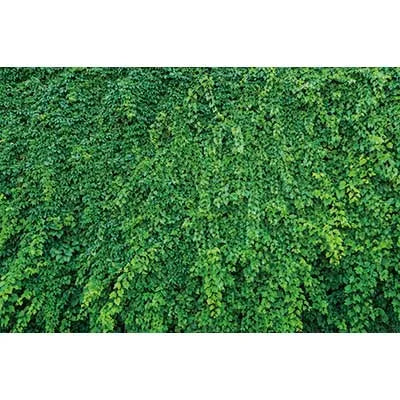 Dense green tropical jungle leaf foliage backdrop for photography and parties