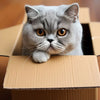 A fluffy gray kitten peeks out of a cardboard box.