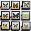 Real Butterfly Specimen in Decorative Frame