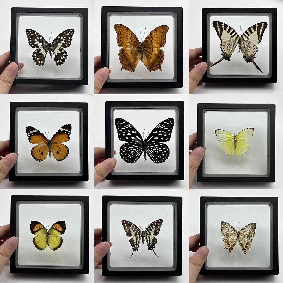 Real Butterfly Specimen in Decorative Frame