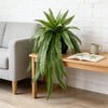 A large artificial Persian fern hanging vine in a black pot rests on a wooden table next to an open book.