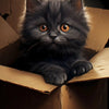 A fluffy gray kitten with large orange eyes peeks out from a cardboard box.