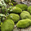 Miniature Fairy Garden Ornaments | Set of Resin Accents