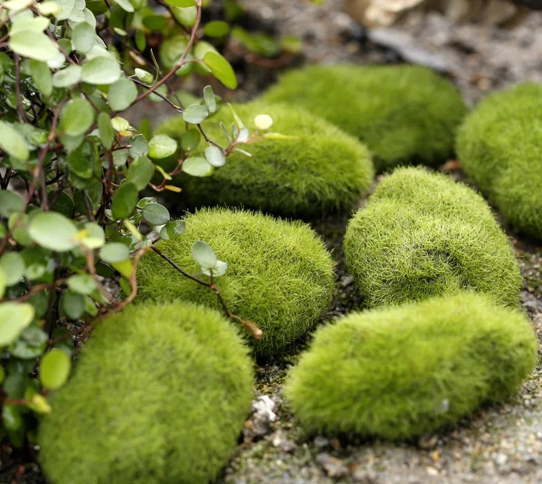 Miniature Fairy Garden Ornaments | Set of Resin Accents