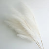 Dried beige pampas grass branches used for boho home and wedding decor