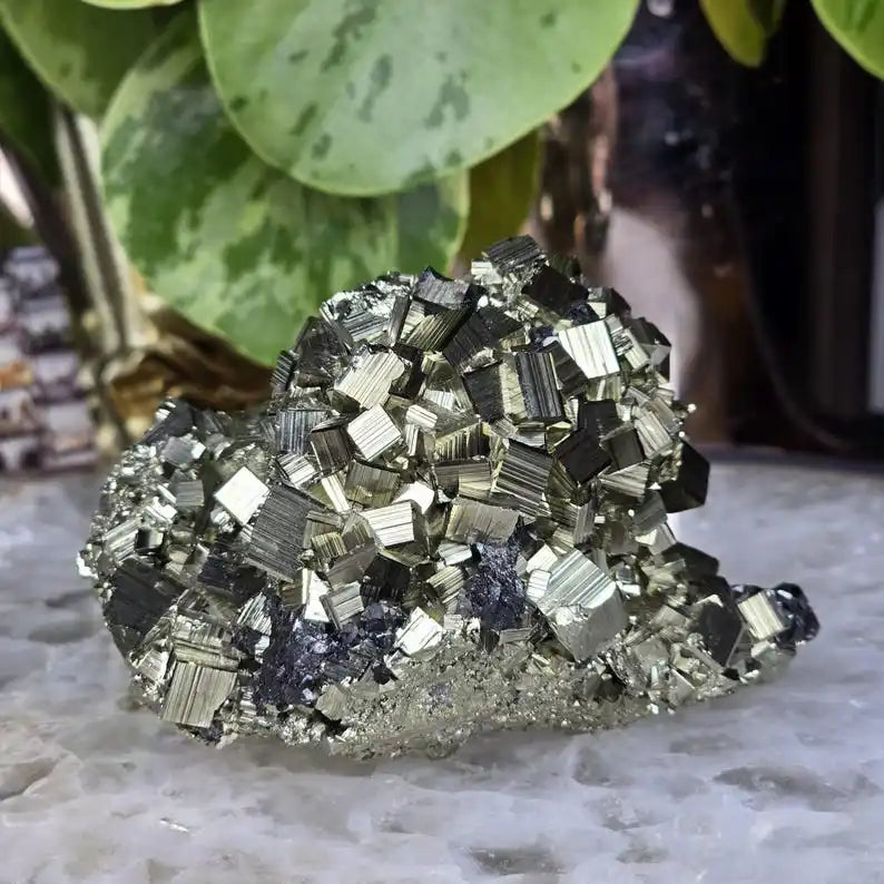 A cluster of metallic gold pyrite crystals resting on a light surface with green foliage in the background.