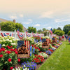 A vibrant garden display featuring patriotic flowers and flags along a lawn with houses in the background.