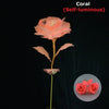 A pink coral self-luminous rose with gold foil petals against a dark background.