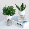 A small potted succulent plant in a glass container next to a white ceramic planter holding a variegated green and yellow lea