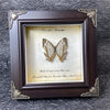 A framed piece of art featuring a dried butterfly specimen with text reading Carpe Diem and I would have borne the shade.