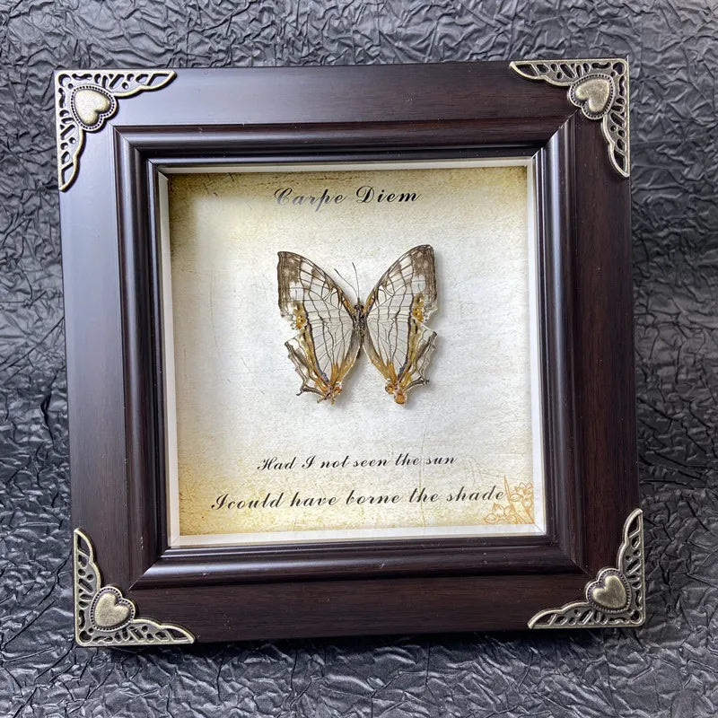 A framed piece of art featuring a dried butterfly specimen with text reading Carpe Diem and I would have borne the shade.