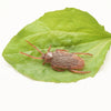 A realistic plastic bug set featuring a brown cockroach resting on a green leaf.