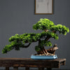 A green bonsai tree in a blue ceramic flower pot displayed on a wooden table.
