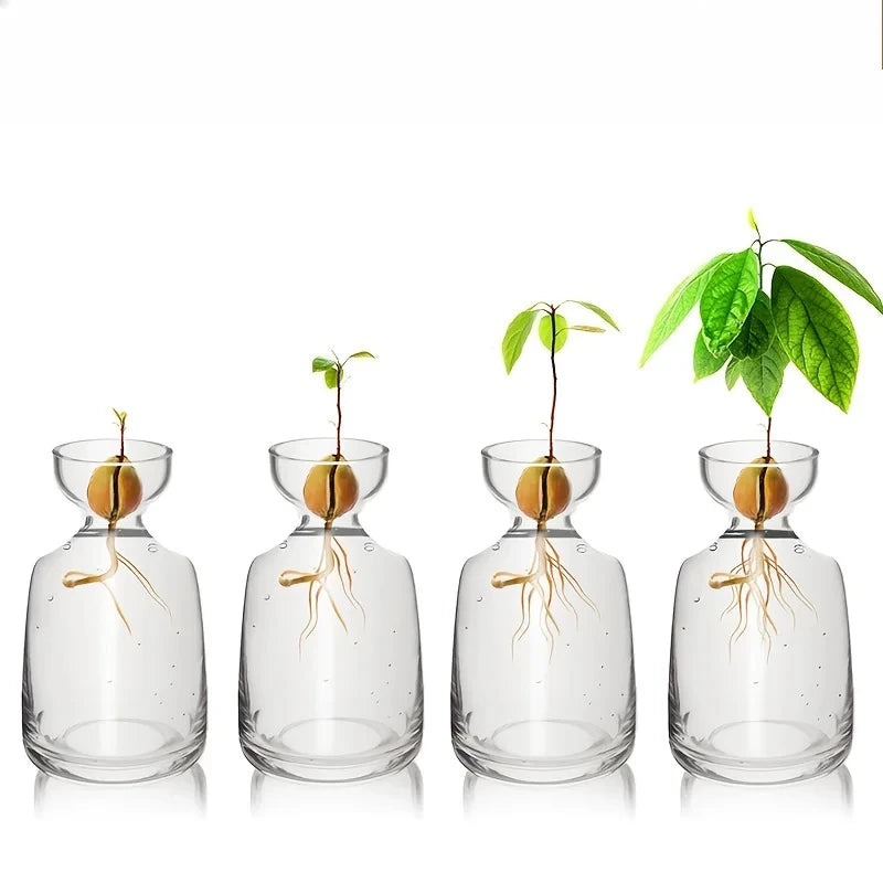 A glass vase displays four avocado seeds growing in water, illustrating a seed growing kit.