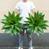 A person stands holding a large, green artificial agave plant against a light-colored wall.