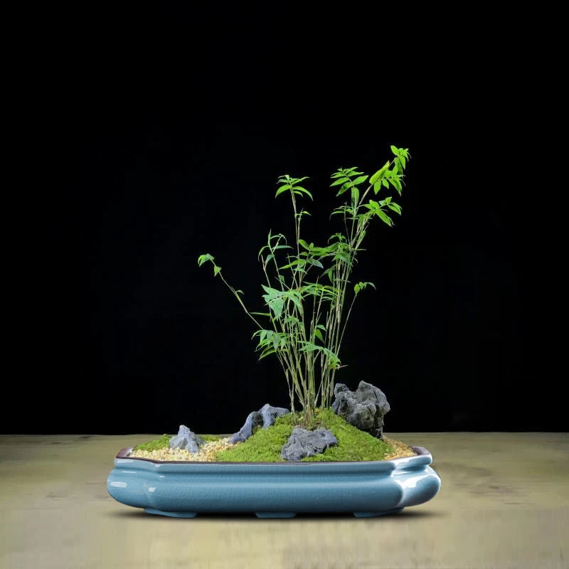 A small green bonsai plant is displayed in a blue glazed ceramic flower pot on a wooden surface against a black background.