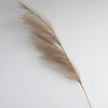 A long, feathery, beige pampas grass stem used for boho home decor or centerpieces.