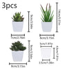 Three small succulent plants in white pots displayed side by side.