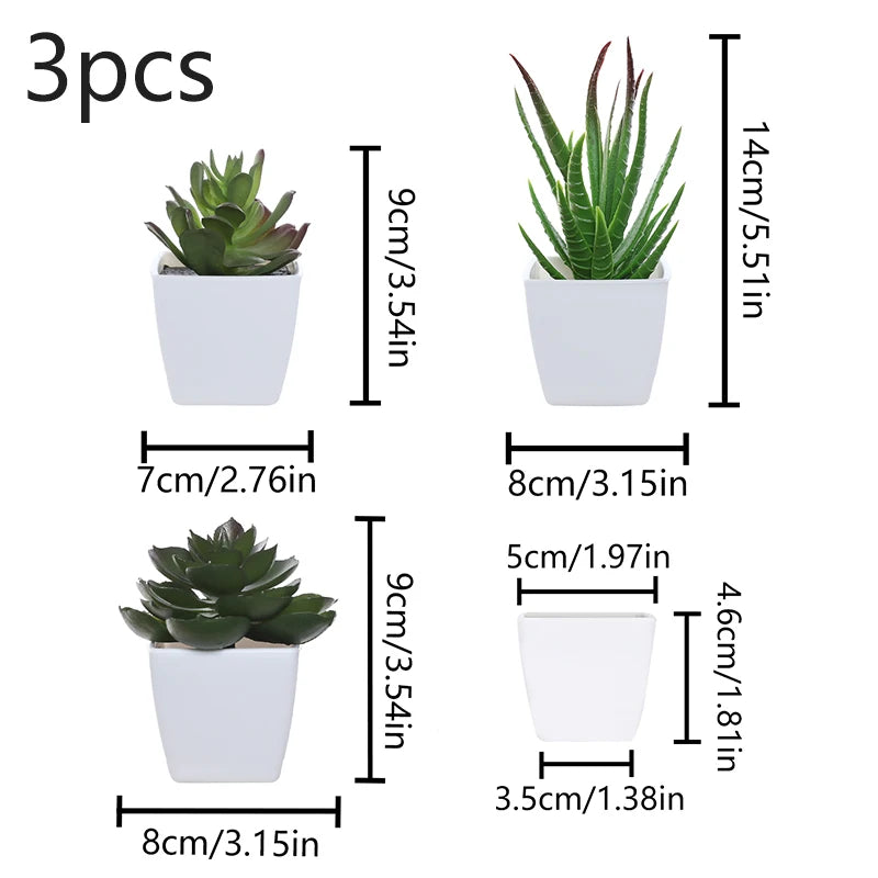 Three small succulent plants in white pots displayed side by side.