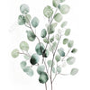 A watercolor illustration of a branch with sage green eucalyptus leaves on a white background.