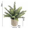 A potted Juniper dust plant with fine green foliage in a rustic ceramic pot.
