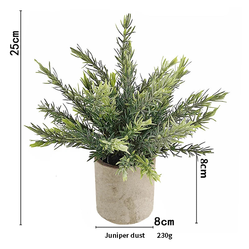 A potted Juniper dust plant with fine green foliage in a rustic ceramic pot.