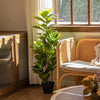 A tall artificial fiddle leaf fig tree in a black pot sits on a wooden shelf next to a light-colored wooden chair.