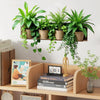 A wooden shelf displaying various potted green plants hanging from a wall.