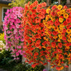 A vibrant display of silk morning glory vine hanging flowers in shades of pink, orange, and yellow against a wooden fence.