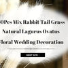A display of 60 pieces of mix rabbit tail grass used for floral wedding decoration.