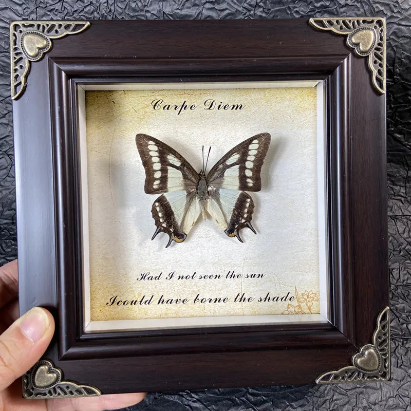 A framed piece of art featuring a real butterfly specimen with text below it.