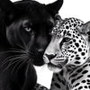 A close-up portrait of a black panther and a white leopard looking at each other.