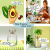 Instructions for growing a tree using a glass vase with avocado seeds and water.