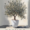 A painting of an olive tree in a white pot against a light background.