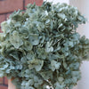 A bouquet of dried, muted green hydrangea florets used for home decor.