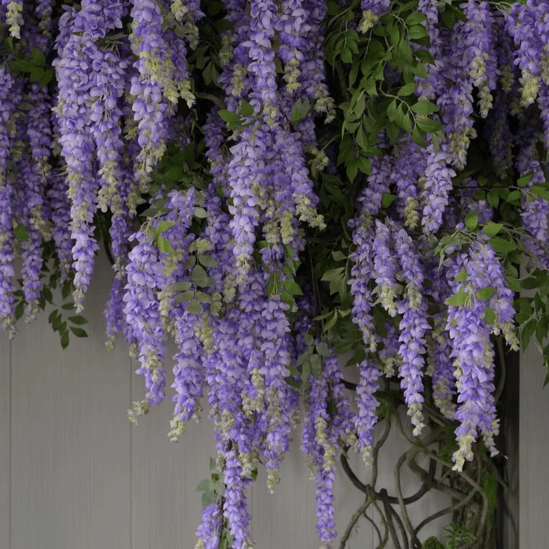 A dense cascade of purple and light green artificial wisteria hanging vines with silk bloom forks.