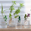 A set of three green human-shaped plant supports for hydroponic growth standing in glass containers.