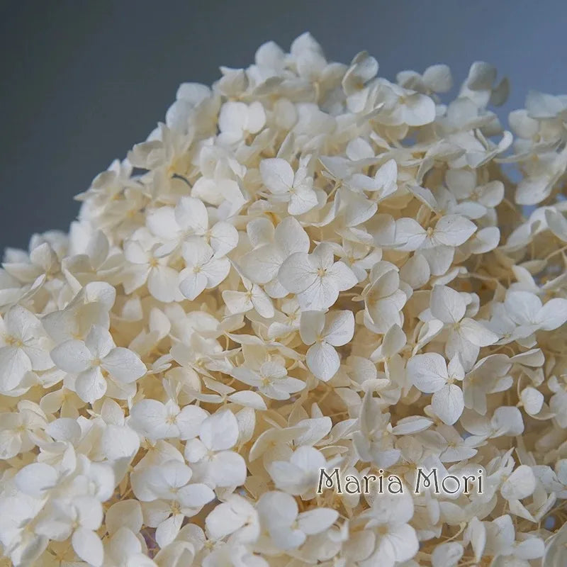 A close-up of a large cluster of white dried hydrangea florets used for home decor.