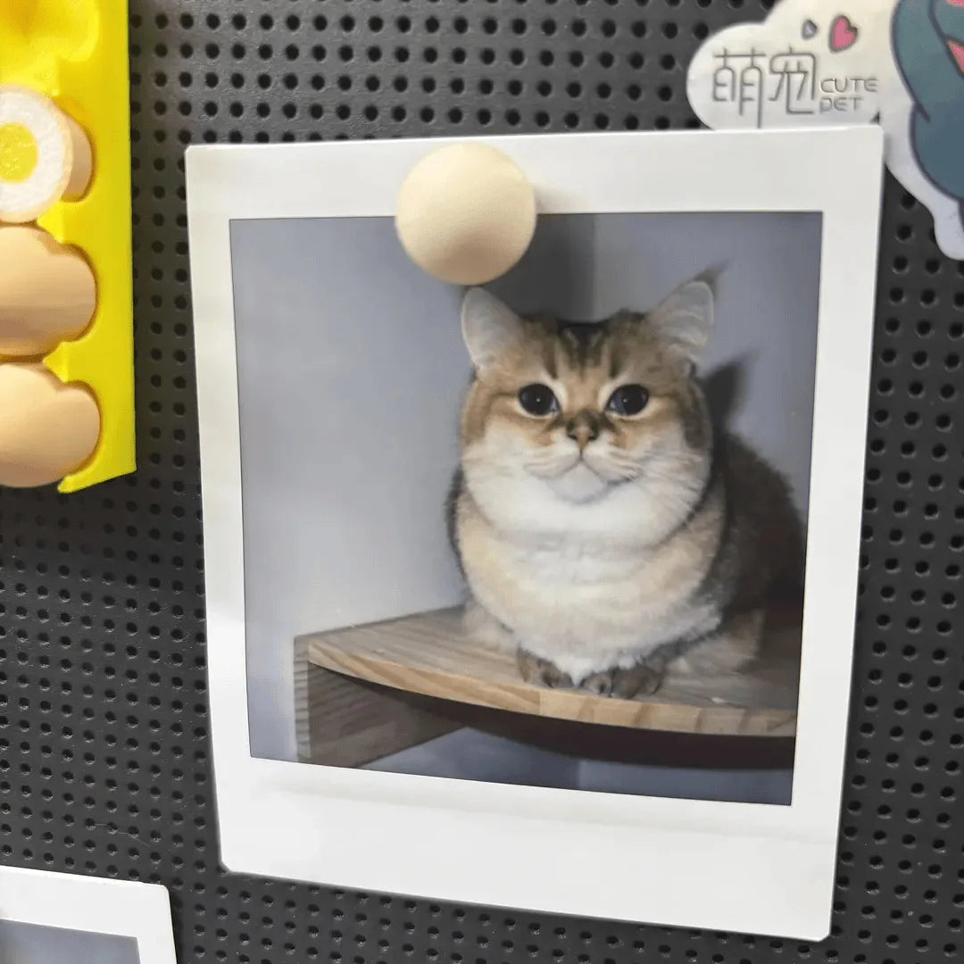 A framed photo of a fluffy tabby cat sitting on a wooden shelf, displayed in a white frame.