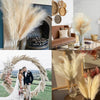 Dried pampas grass branches used as bohemian decor for weddings and home styling.