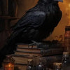 A dark raven sits on a stack of old books next to glowing glass jars in a moody Victorian Gothic style.