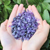 A pair of hands holds a pile of purple amethyst gemstone chips against a green leaf background.