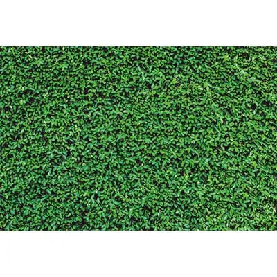 Dense, vibrant green tropical jungle leaf photography backdrop for parties and studio shoots