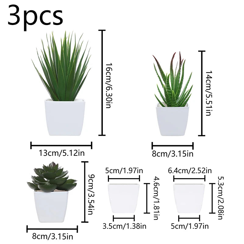 Three small potted succulent plants in white ceramic pots shown with various sizes.