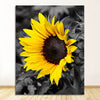 A close-up photograph of a vibrant yellow sunflower against a dark, blurred background.