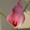 A pink artificial calla lily flower with a visible center and green stem.
